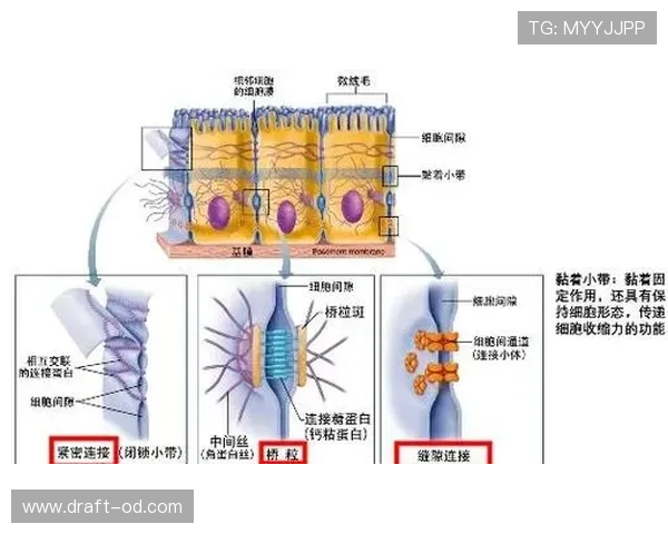 麦迪逊高位压迫中的组织核心作用解析